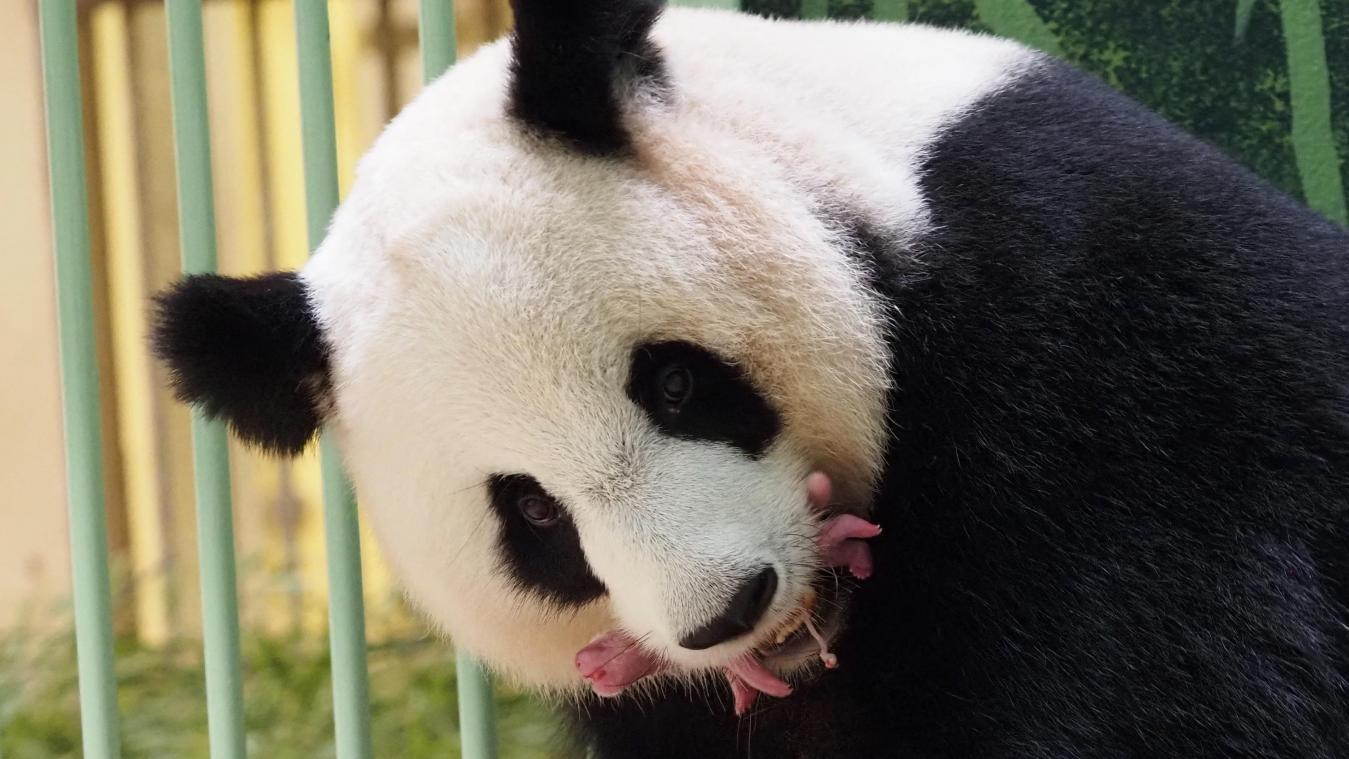 SCHATTIG! Pandatweeling geboren in Franse zoo