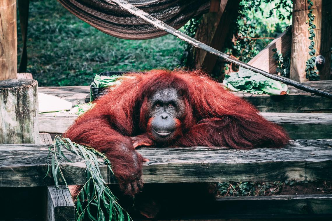 Orang-oetang speelt met zonnebril van bezoeker in dierentuin (video)