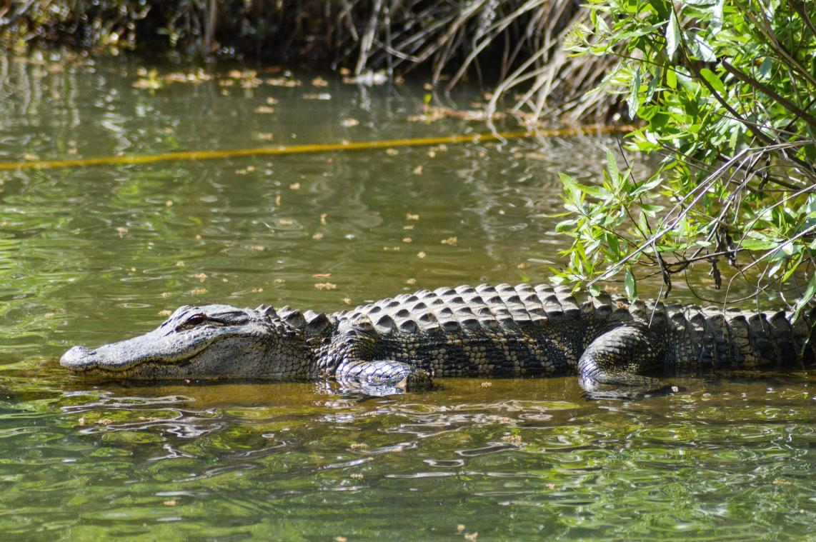 OMG. Alligator achtervolgt man, die moet zwemmen voor zijn leven (video)