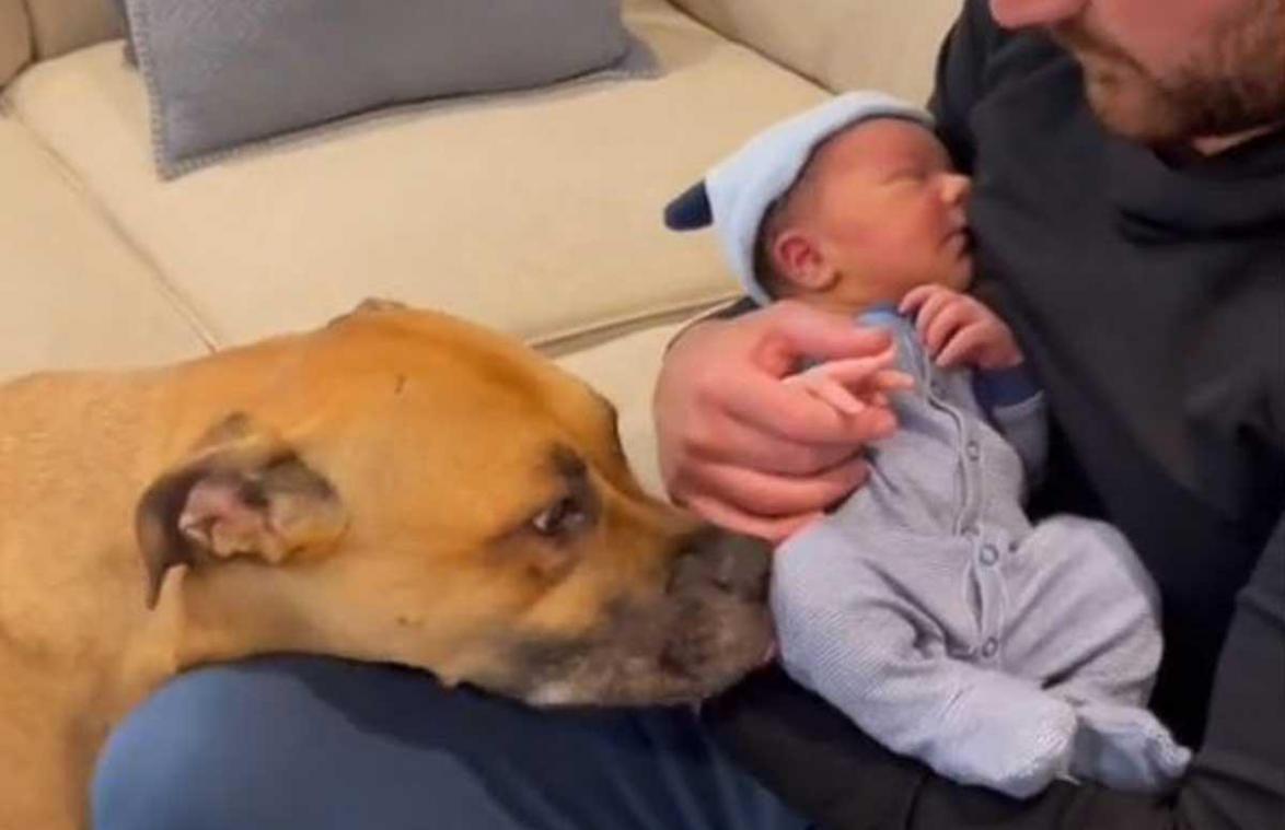 Hond die baby voor het eerst ziet, doet harten smelten: «Ik krijg er tranen van in mijn ogen» (video)