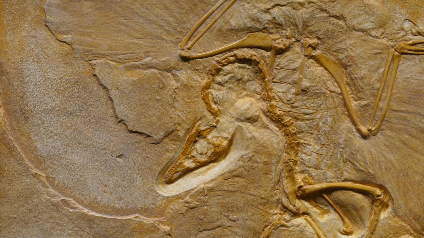 WOW. Britse paleontologen ontdekken restanten van 180 miljoen jaar (!) oud zeereptiel