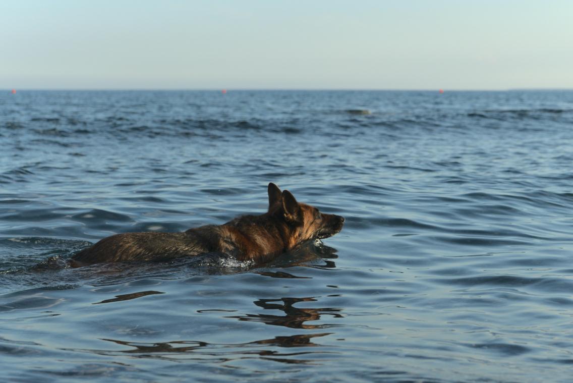 BIZAR. Britse hond dreigt te verdrinken tot redders DIT aan een drone vasthangen