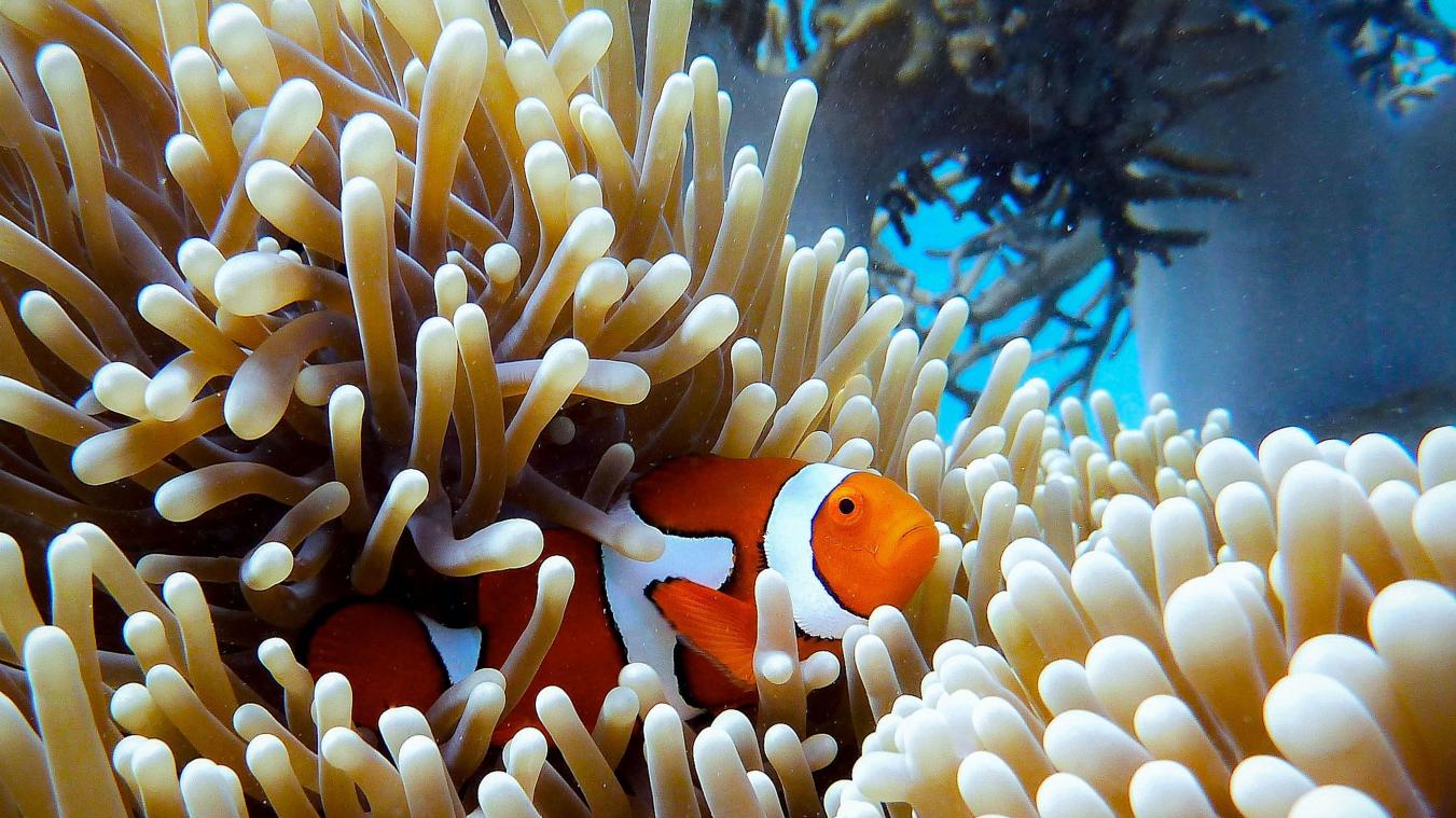 Great Barrier Reef lijdt opnieuw onder verbleking