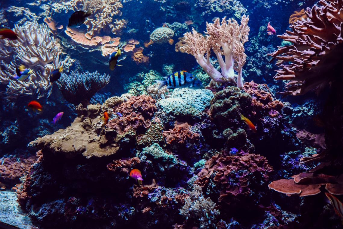 Ruim 90 procent van het Great Barrier Reef is verbleekt door hittegolf
