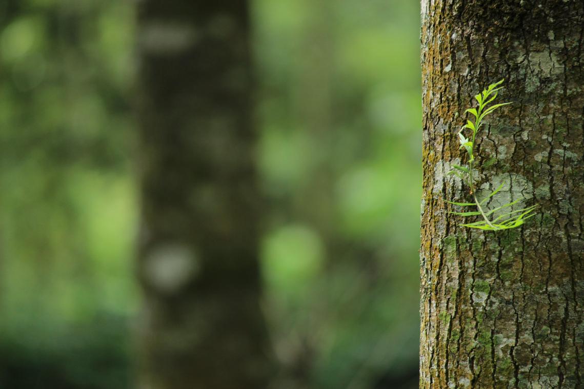 Bodemschimmels kunnen bomen helpen bij klimaatverandering of vervuiling