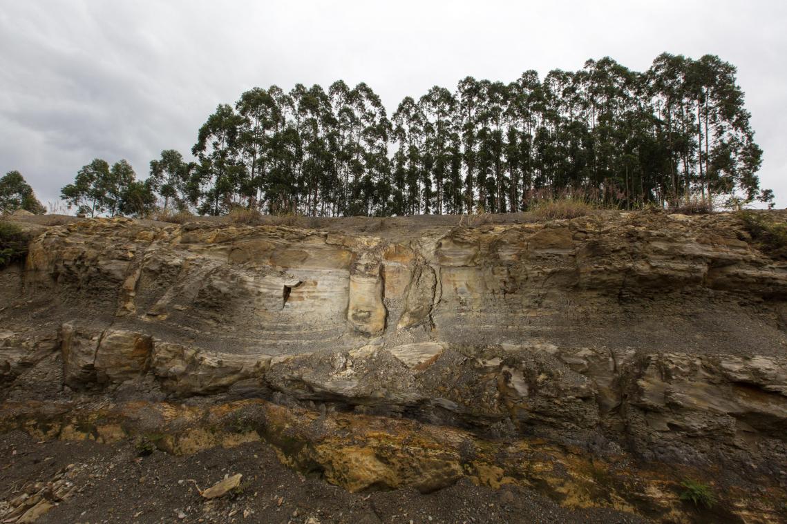 IN BEELD. 290 miljoen jaar oude fossielen van bomen gevonden in Brazilië