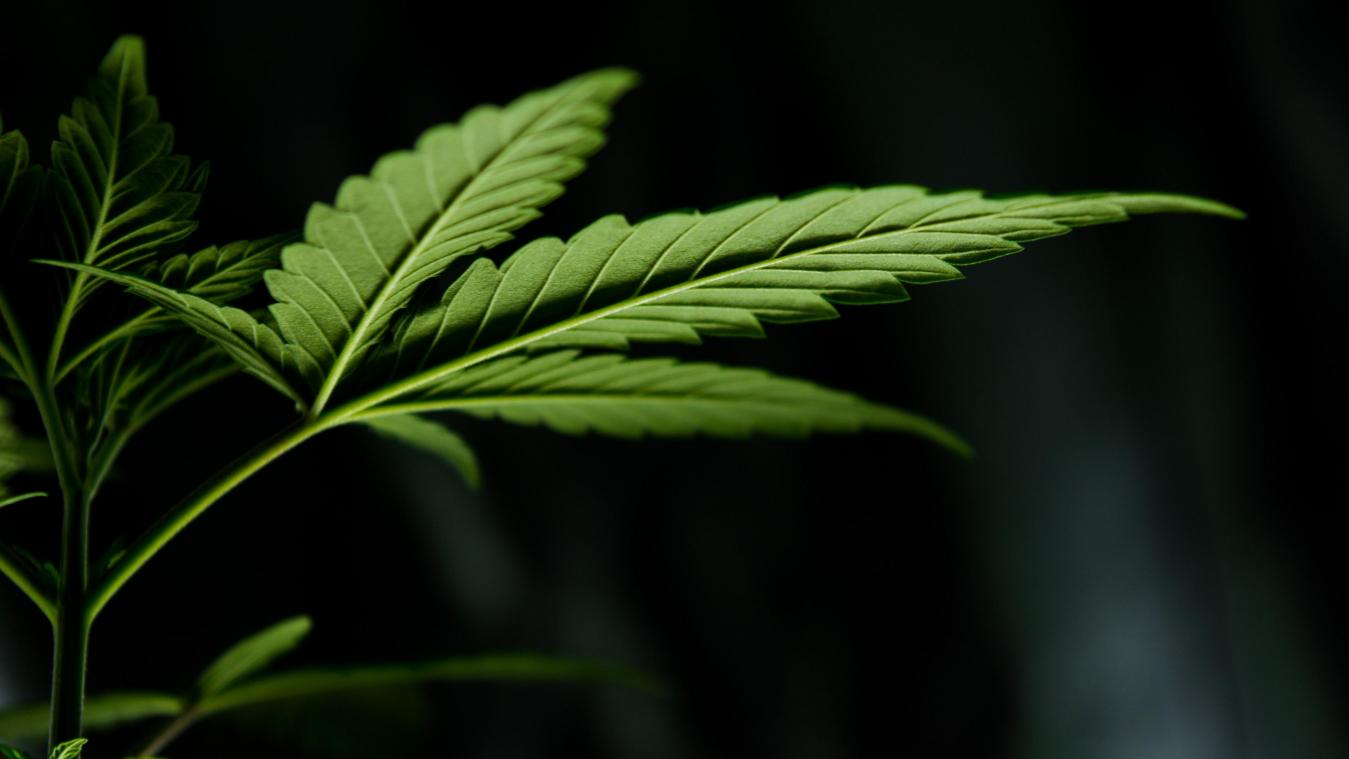 VN-rapport: «Cannabisconsumptie belast gezondheidssystemen»
