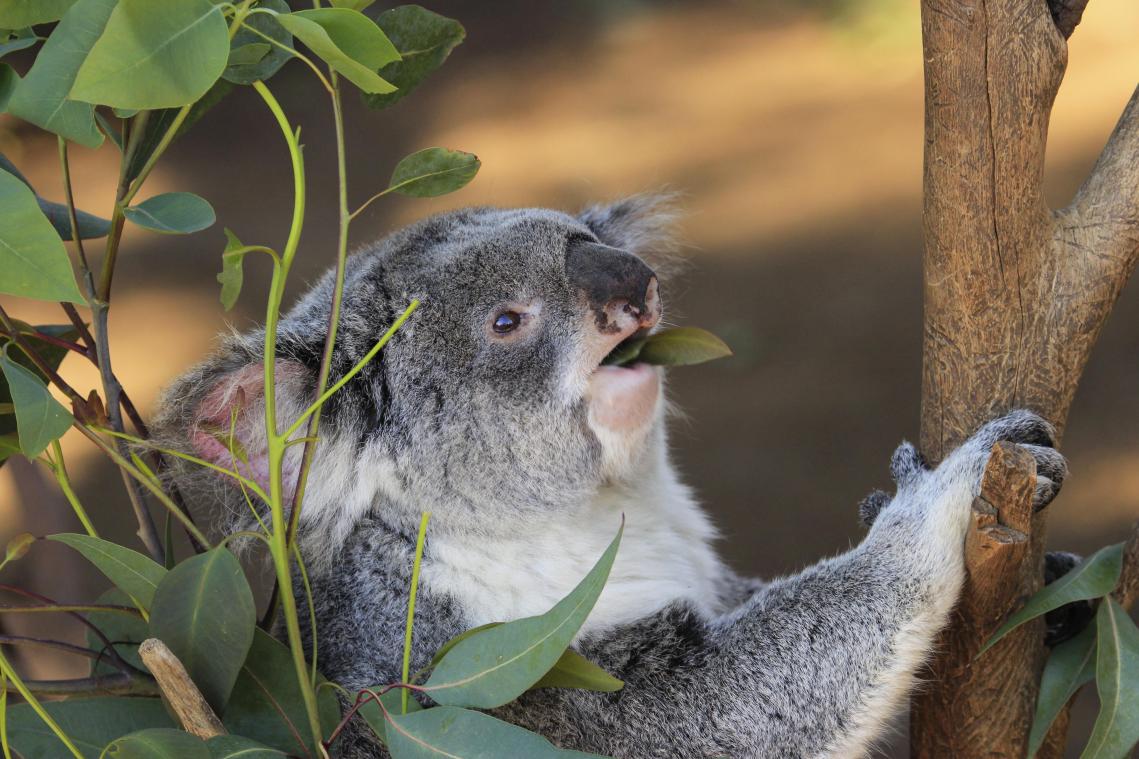 Australië in de ban van mysterieuze dood van 16 koala’s