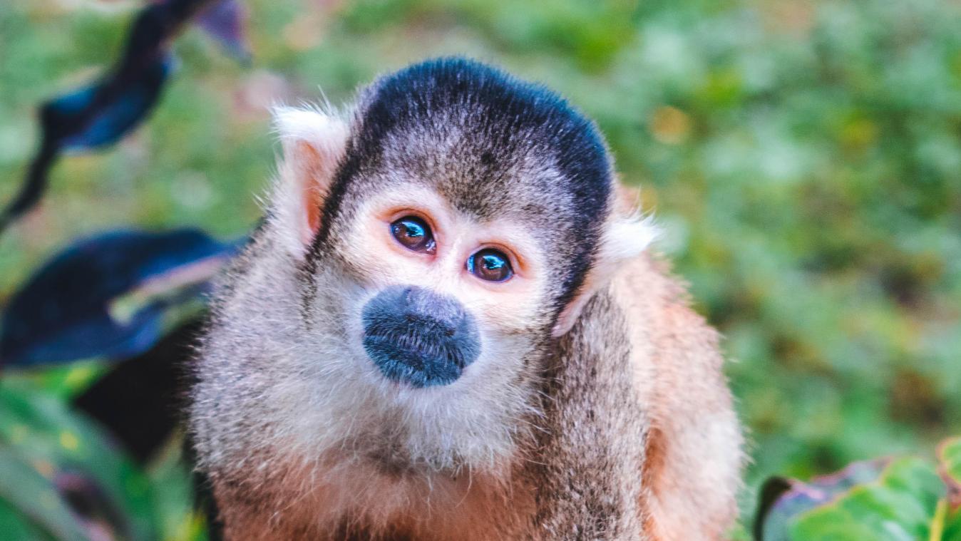 Japan jaagt op agressieve aap die tien mensen aanviel, waaronder een baby