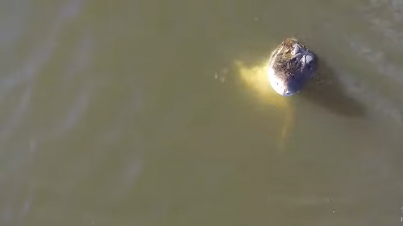 WOW. Alligator grijpt drone uit de lucht (video)