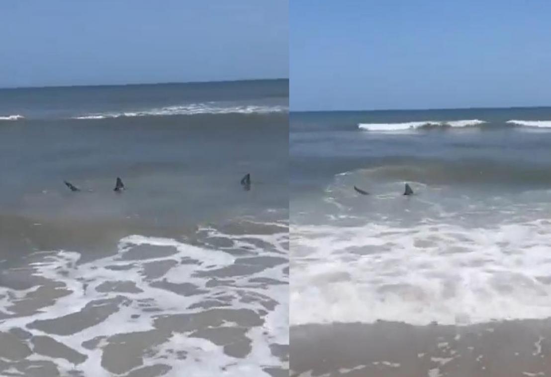 Haaien komen akelig dicht bij toeristen en vielen allicht een man aan: «Zijn voet bungelde aan zijn lijf» (video)