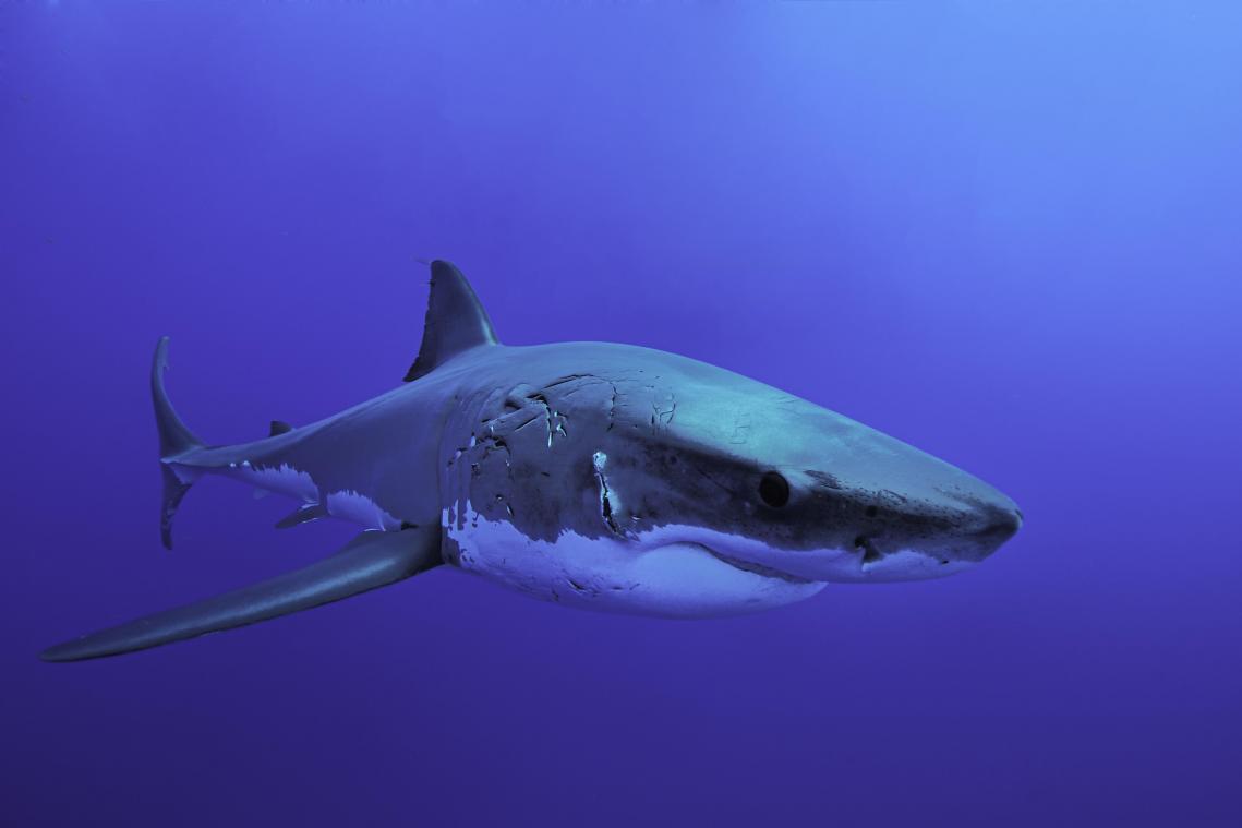 Politie opent onderzoek naar influencer die witte haai van twee meter roosterde en opat (foto’s)
