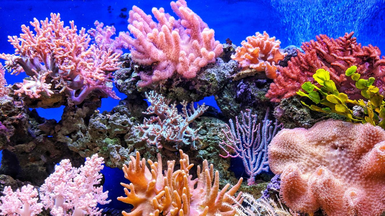 Koraalrif herstelt zich in enkele delen van Great Barrier Reef in Australië