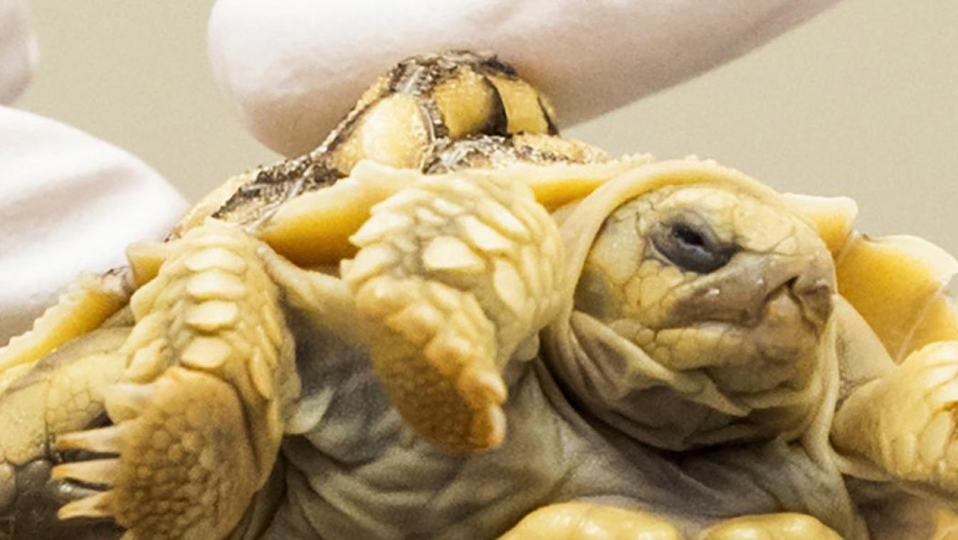 Wat is de overlevingskans van Sorte, de schildpad met twee (!) koppen en zes poten? (video)