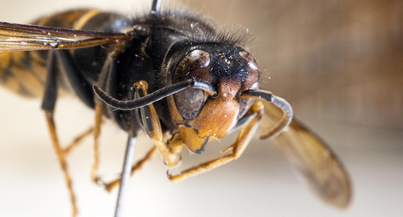 «Bestrijding van Aziatische hoornaar blijft verzekerd»