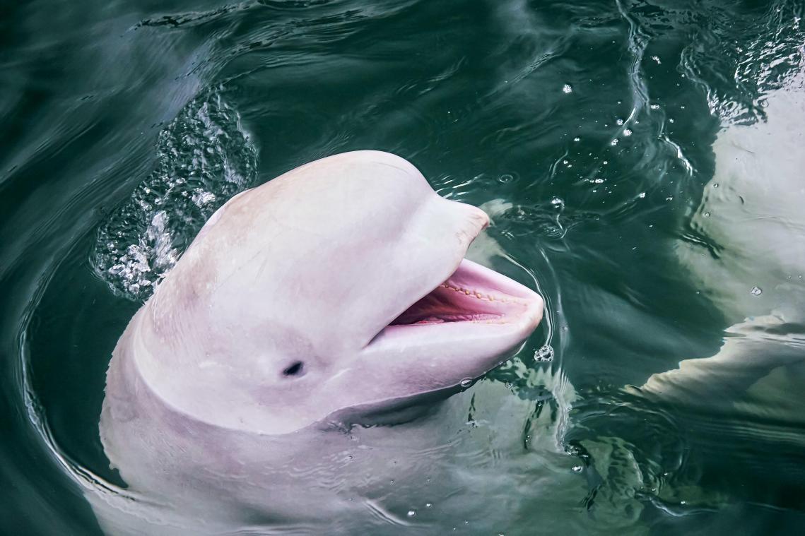 Hoop op redding van witte dolfijn in Seine wordt steeds kleiner (foto)