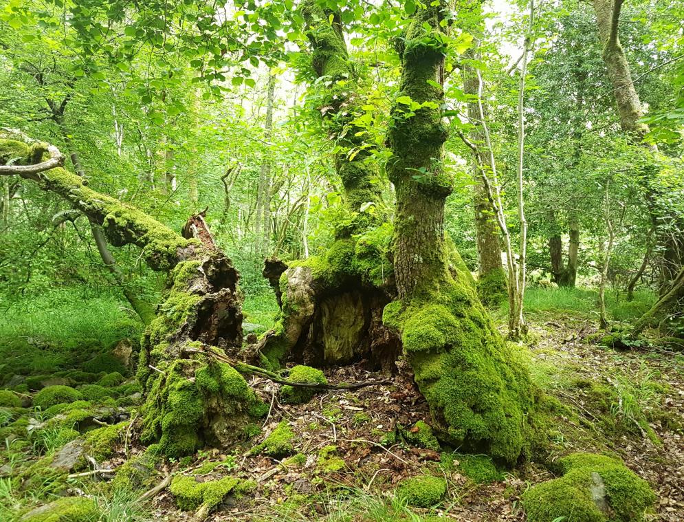 «Net als Narnia»: Deze 12 eeuwenoude bomen maken kans om de Britse boom van het jaar te worden