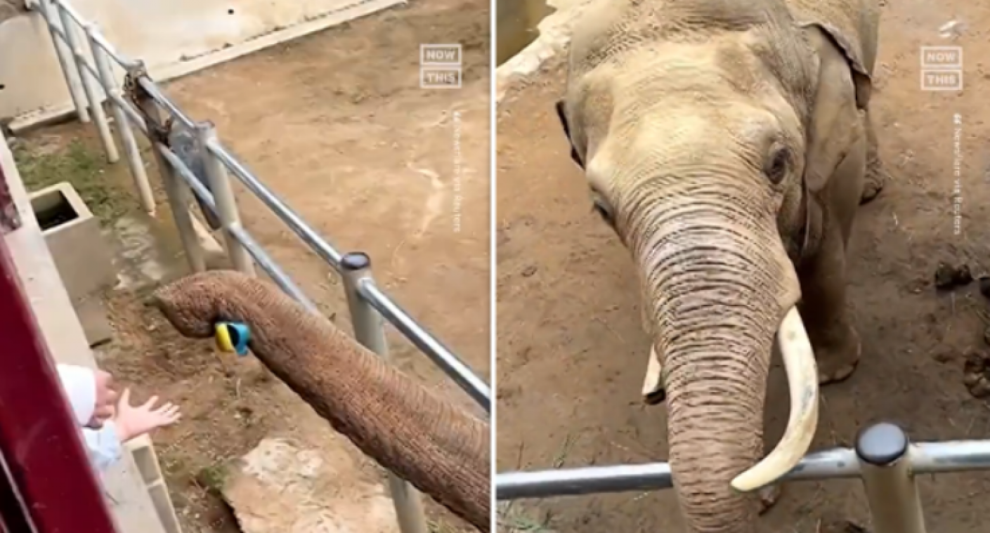 Prachtig: olifant geeft schoentje van kind terug nadat het achter omheining was gevallen (video)