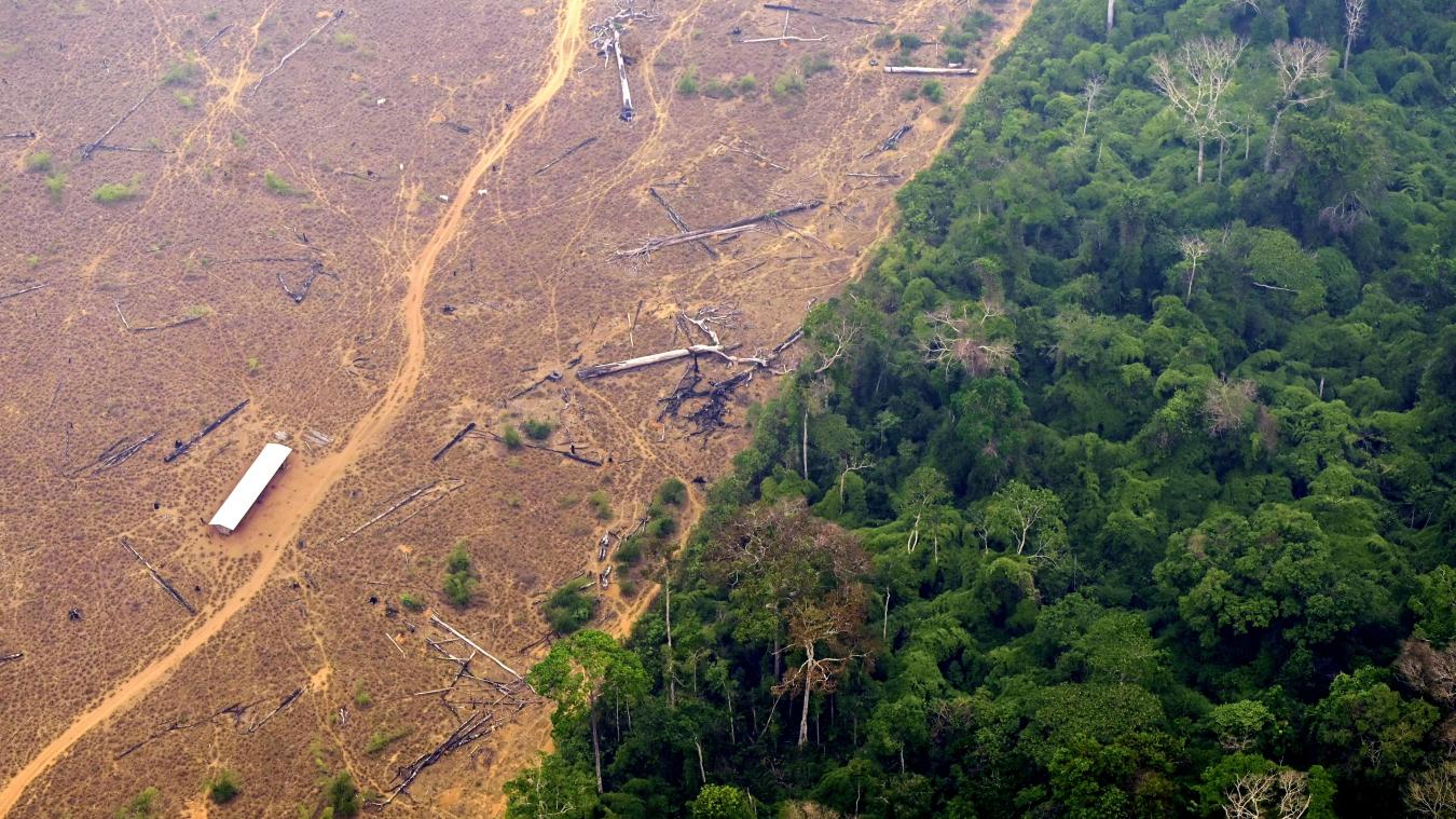Kwart van het Amazonewoud onomkeerbaar verwoest, waarschuwen inheemse leiders