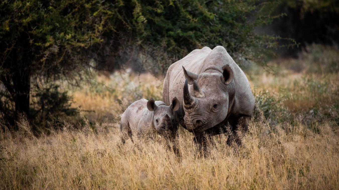 Daling aantal neushoorns in Zuid-Afrikaans Krugerpark is «zorgwekkend»