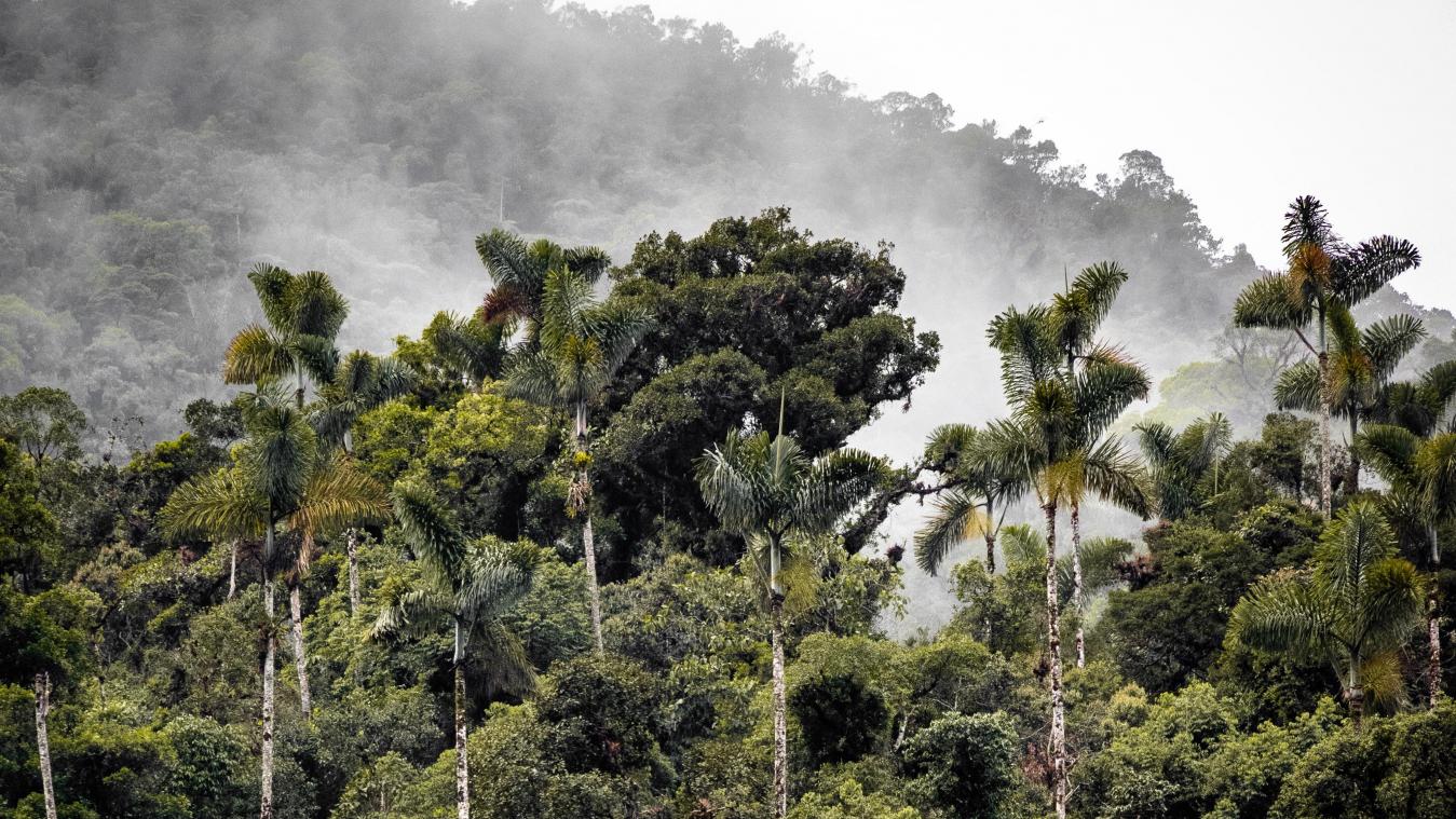 «Amazone brandt meer dan ooit, EU is mee verantwoordelijk»
