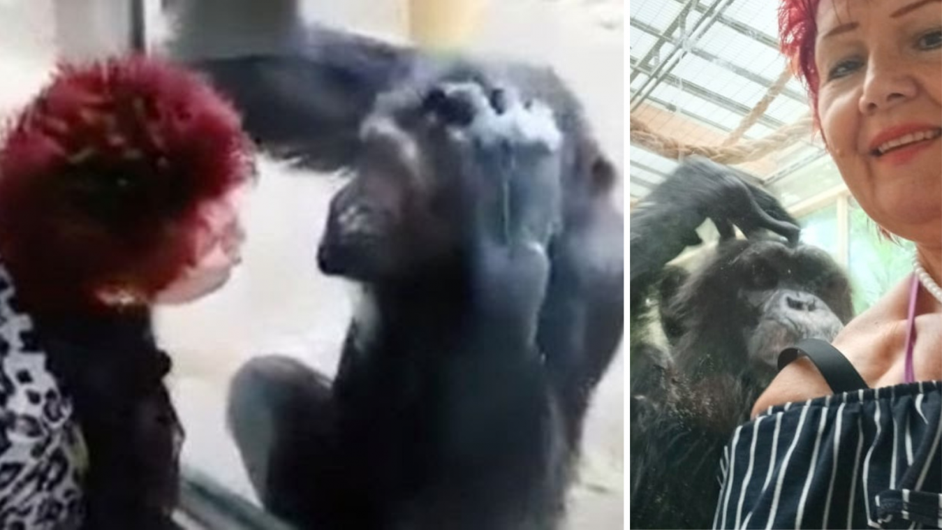 BIZAR. Vrouw verbannen uit Zoo Antwerpen na te nauw contact met chimpansee