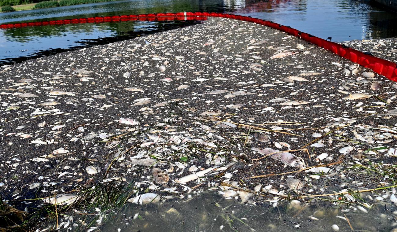 In Polen stierf 249 ton vis in Oder, wetenschappers denken de oorzaak gevonden te hebben