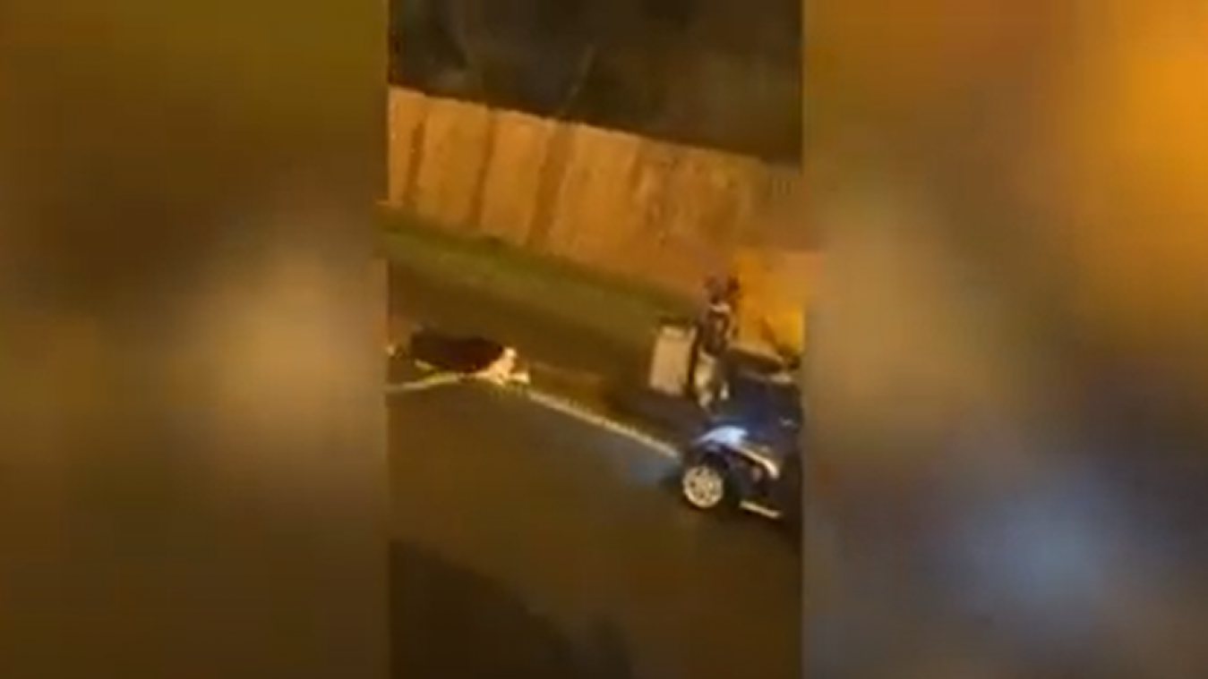 WTF. Hond gered die achter scootmobiel mee gesleurd werd (video)