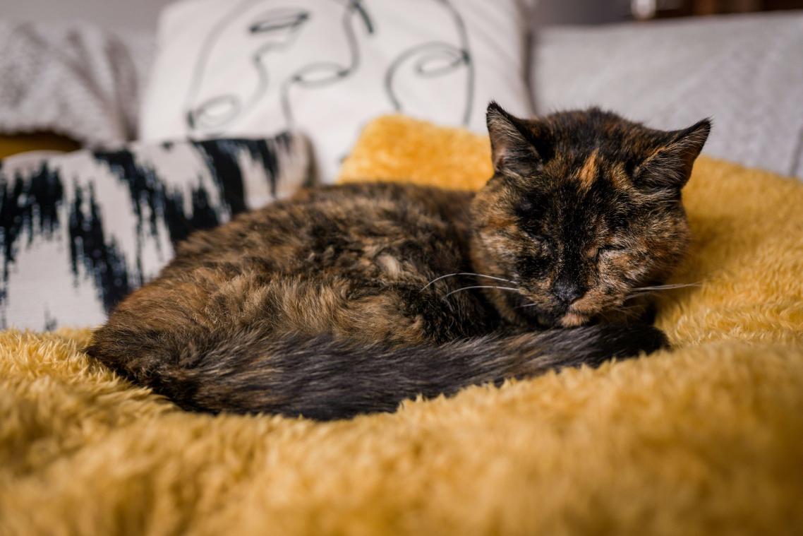 Oudste levende kat ter wereld is even oud als haar baasje