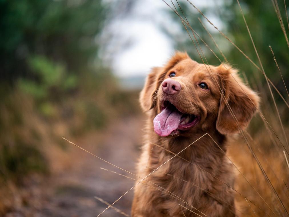Amerikaans biotechbedrijf ontwikkelt pil om honden langer te doen leven