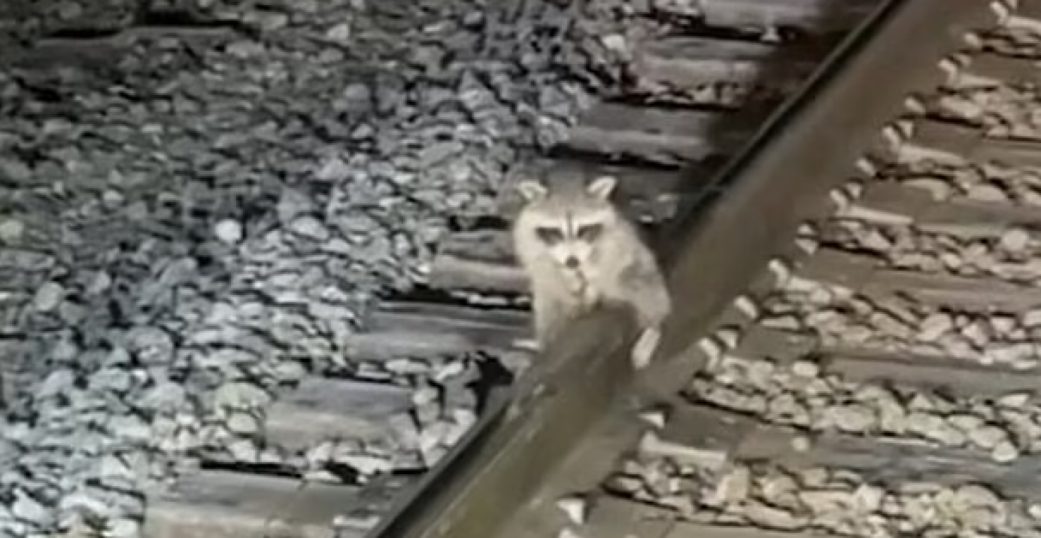 Arme wasbeer bevriest zijn teelballen aan de spoorweg (video)